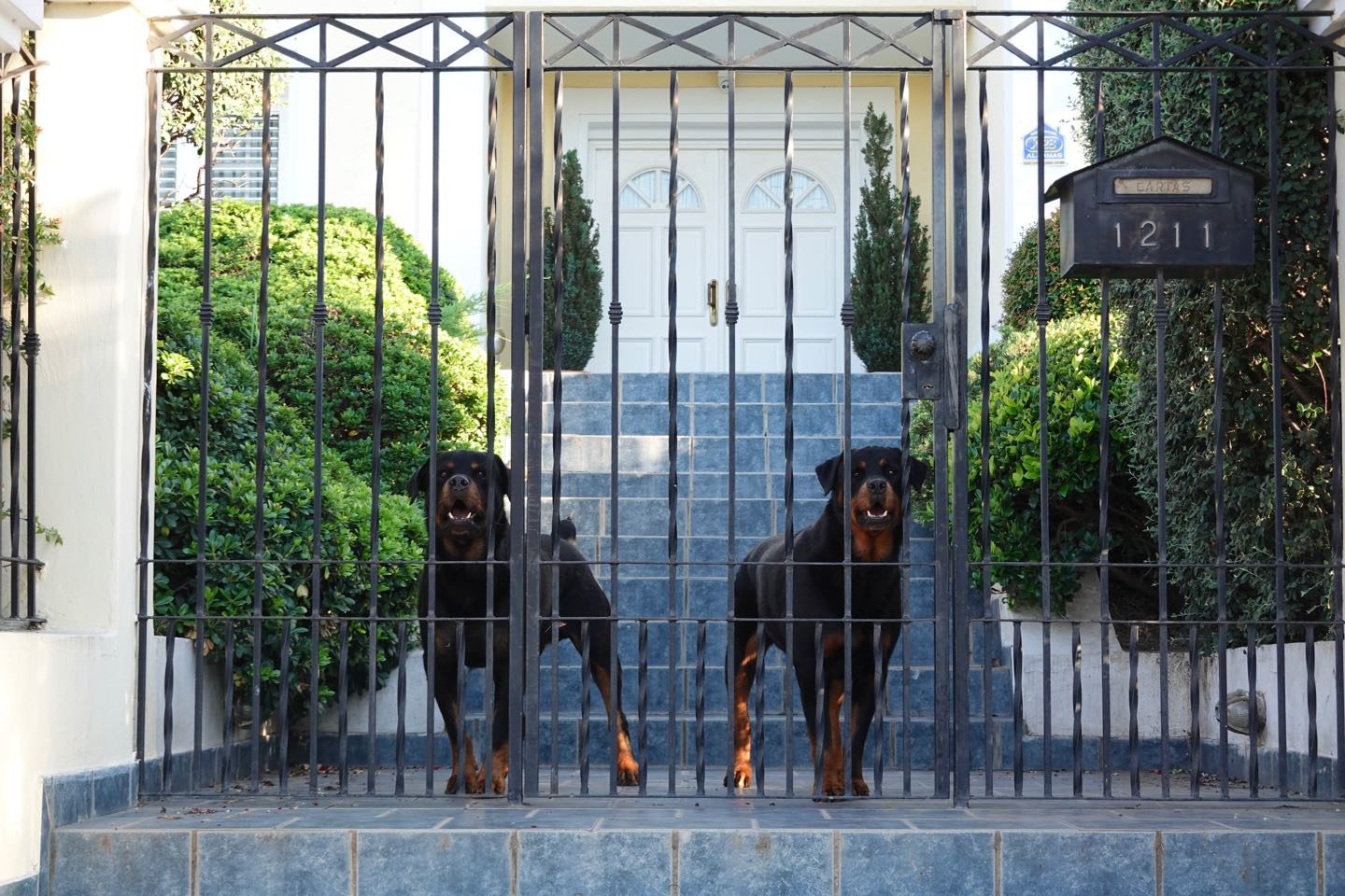 Guardian dogs of a mansion.