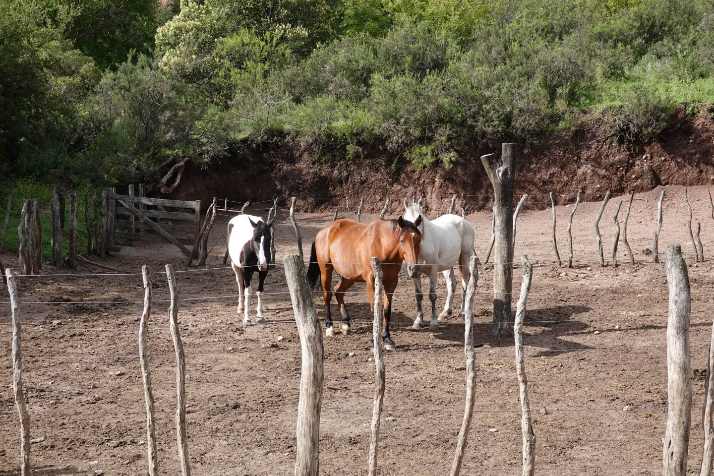 Corral y caballos en las Grutas de Ongamira.