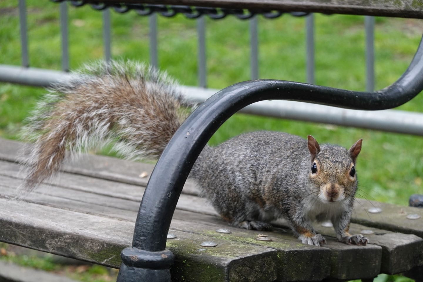 Curiosas y amigable ardillas en City Hall Park