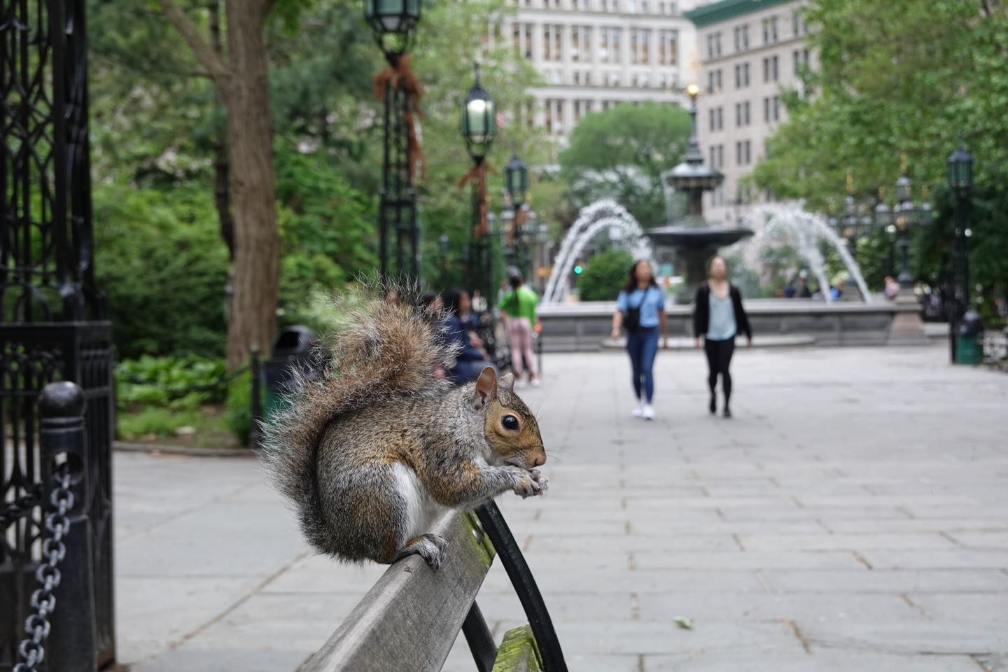 Ardillas en City Hall Park