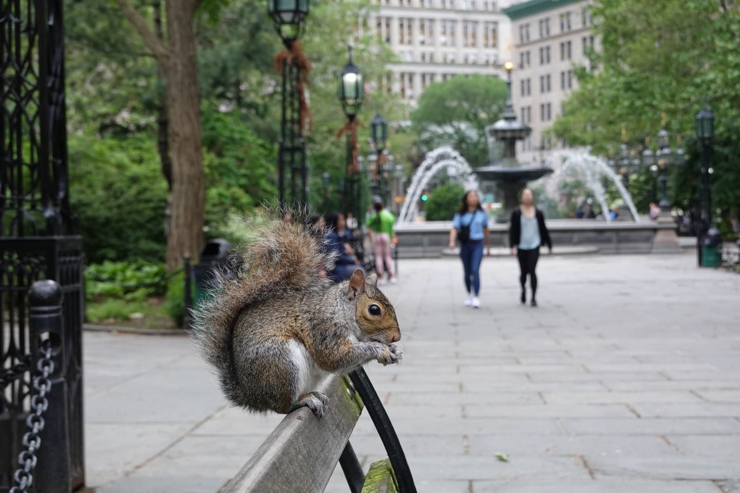 Squirrel in City Hall Park.