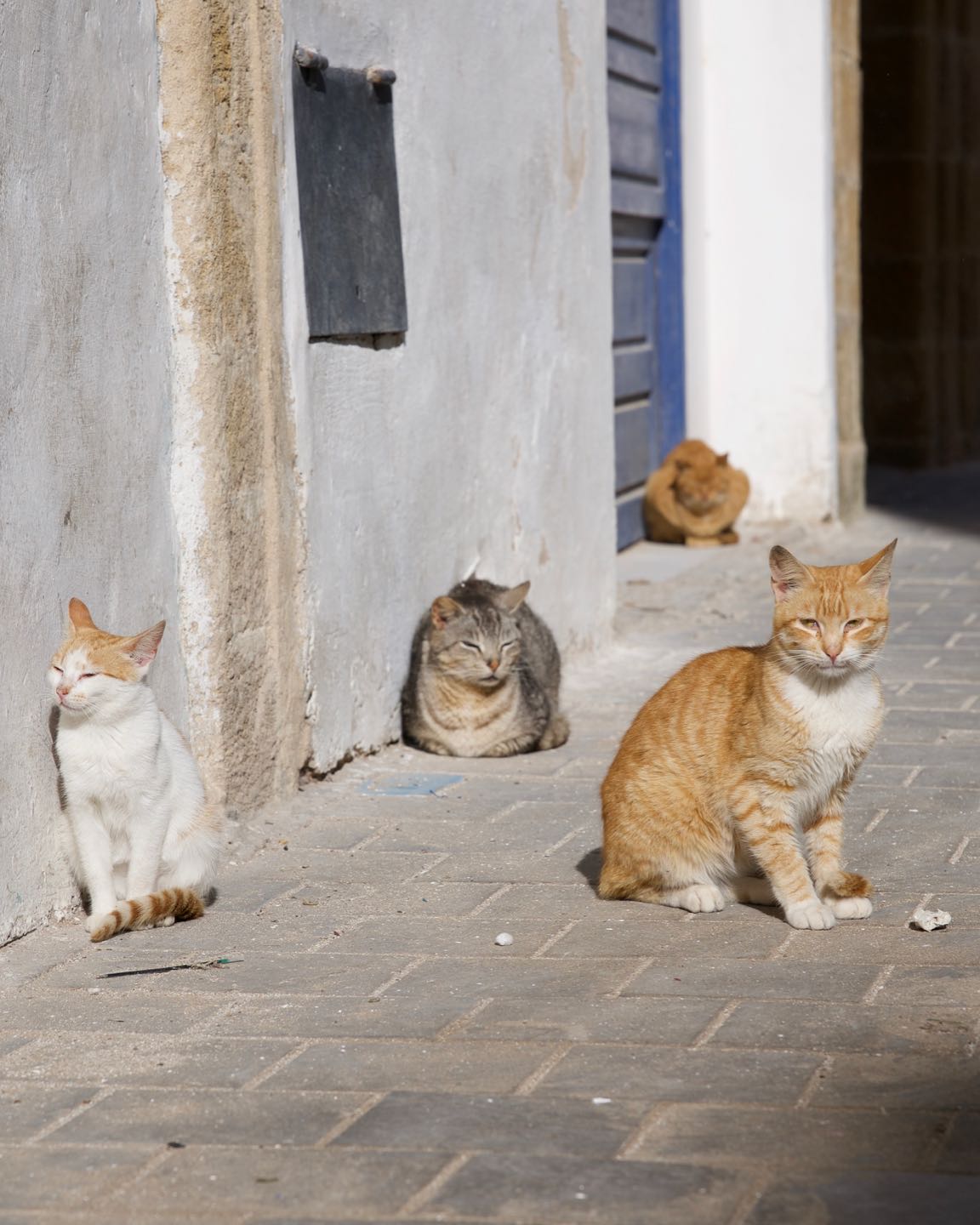 Cat paradise town of Essauira