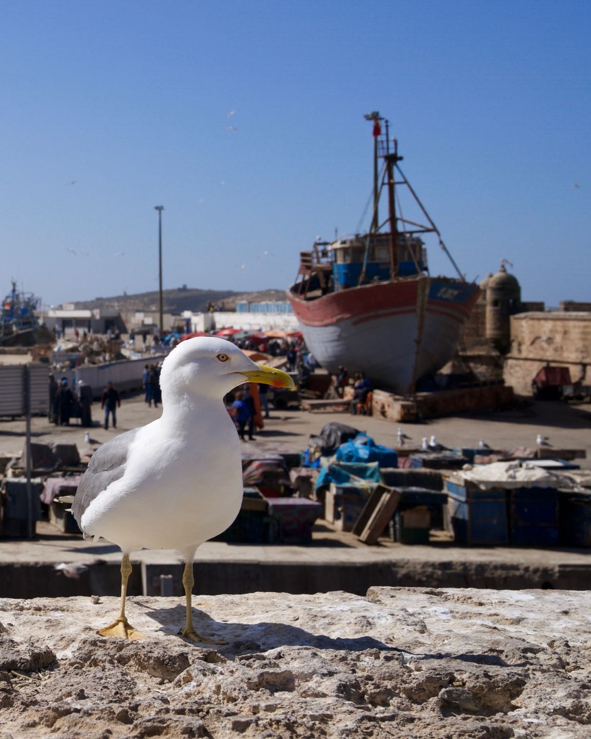 Seagull on the port of Essaouira.