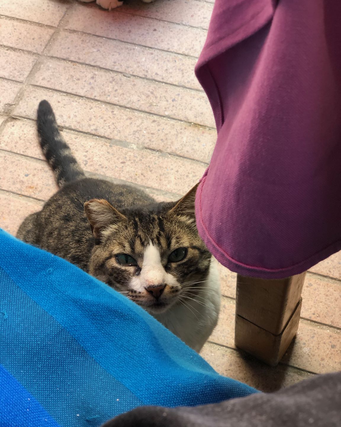 Gato curioso en restaurantes en Essaouira